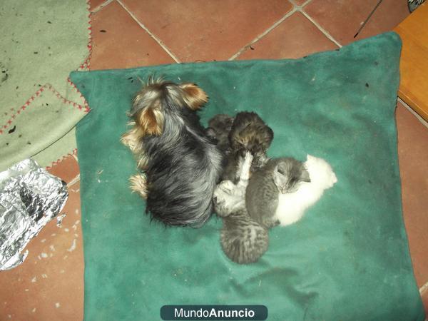 Se venden gatitos Higland fold  ( Scottish fold x persa)