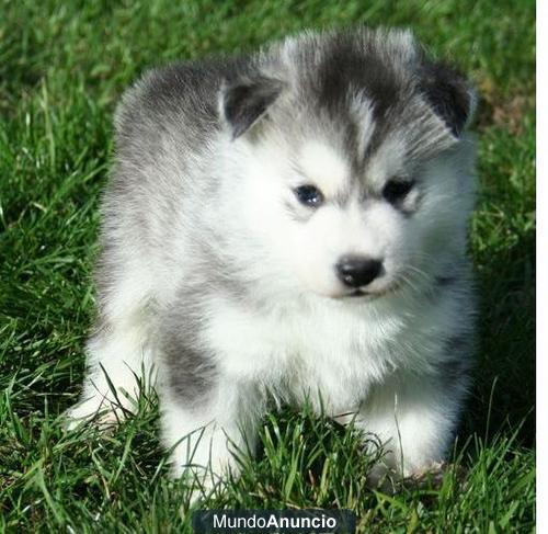 Siberian husky cachorros para la adopci