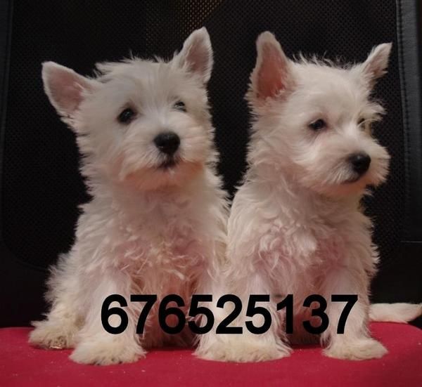 Vendo preciosos cachorros de West higland terrier. Barcelona