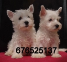 Vendo preciosos cachorros de West higland terrier. Barcelona - mejor precio | unprecio.es