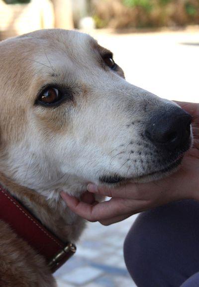 TUCA, perrita buenisima en adopción