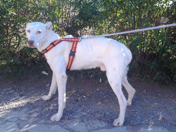 white, precioso podenco en adopción