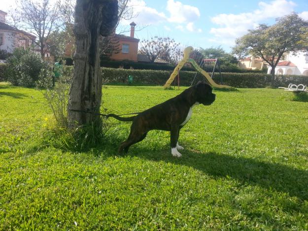 ▄cachorra boxer c a l i d a d super pedigree