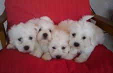 BICHON  MALTES  STANDAR  420  c/u