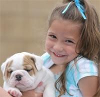 Cachorros bulldog inglés para regalo