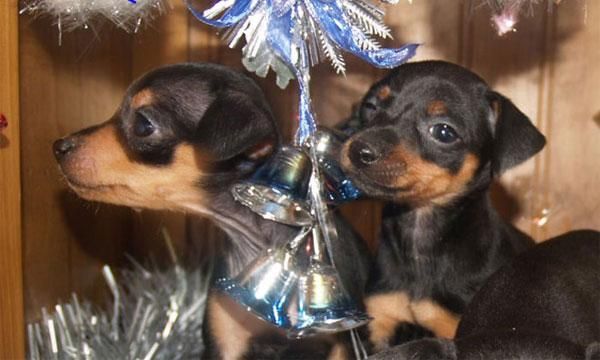 Cachorros de Mini pincher, ¡Regala vida estas fiestas