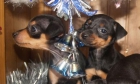 Cachorros de Mini pincher, ¡Regala vida estas fiestas - mejor precio | unprecio.es