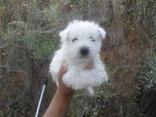 cachorros WESTY con PEDIGREE