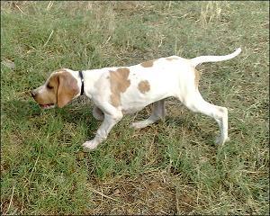 Excepcionales Cachorros de Pointer.