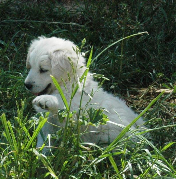 VENDO CACHORROS GOLDEN RETRIEVER