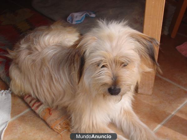 YARUM, UNA PRECIOSIDAD DE CACHORRO EN ADOPCIÓN URGENTE