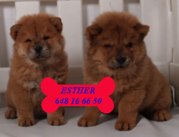 ¡Tu Chow-Chow excelentes cachorritos!