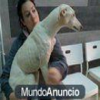 perrito super cariñoso en adopción - mejor precio | unprecio.es