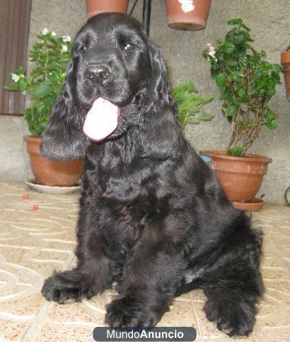 Cocker Spaniel Inglés, excelente cachorro