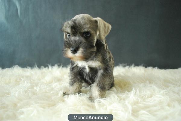 CACHORROS DE SNAUZER SAL Y PIMIENTA