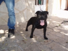 cachorros staffordshire bull terrier - mejor precio | unprecio.es