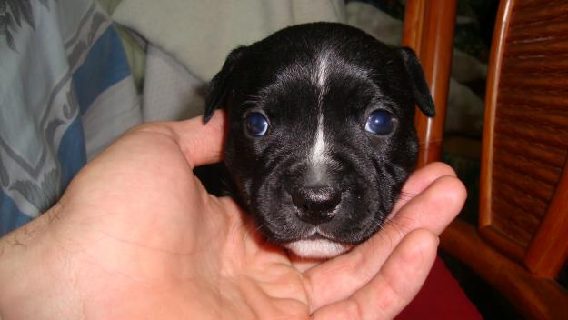 CAHORRO DE STAFFORDSHIRE BULL TERRIER