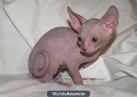 Gato sphynx sin pelo egipcio con pedigree?/////////