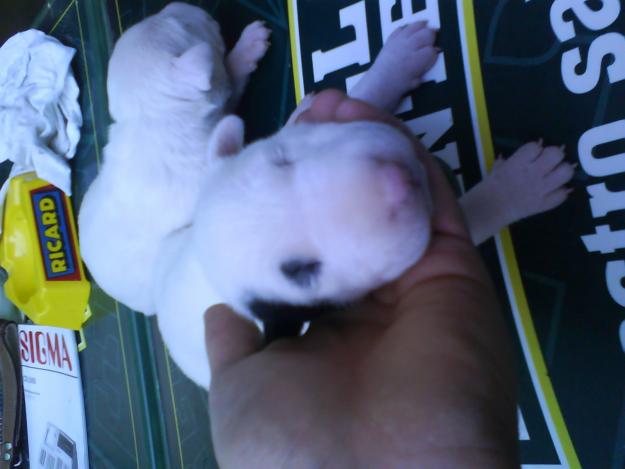 macho y hembra de bull terrier