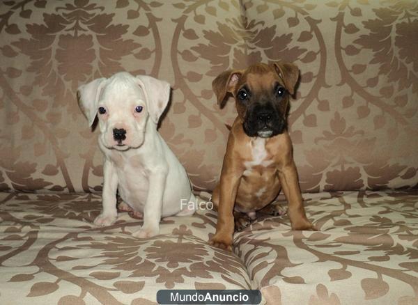 Preciosos cachorros... Boxer