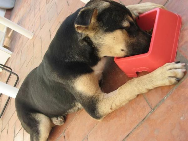 Perrita busca casa URGENTE