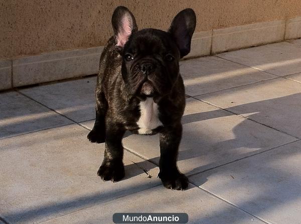 Cachorro Bulldog Francés Pedigree