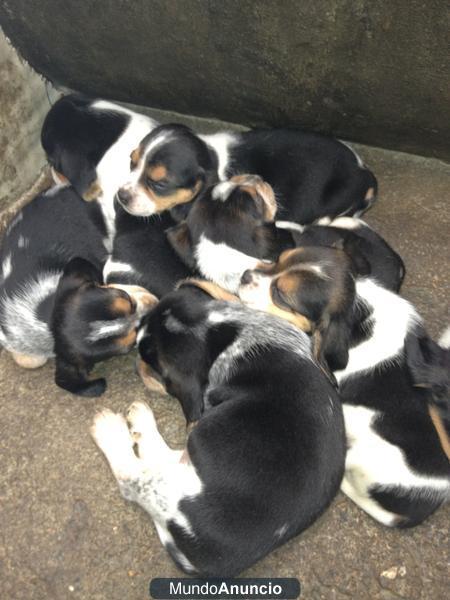 CACHORROS DE BEAGLE AMERICANO