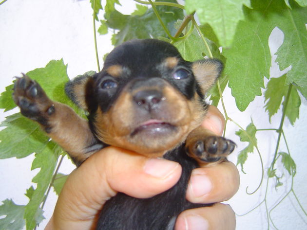 chihuahua ultima cachorrita solo 250 euros, particular