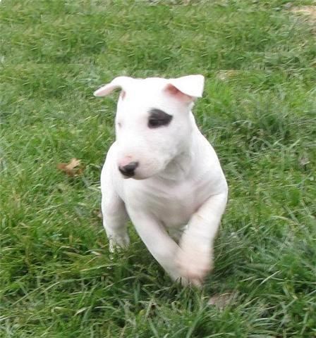 este bull terrier excelente y encantadora.