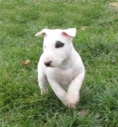 este bull terrier excelente y encantadora. - mejor precio | unprecio.es