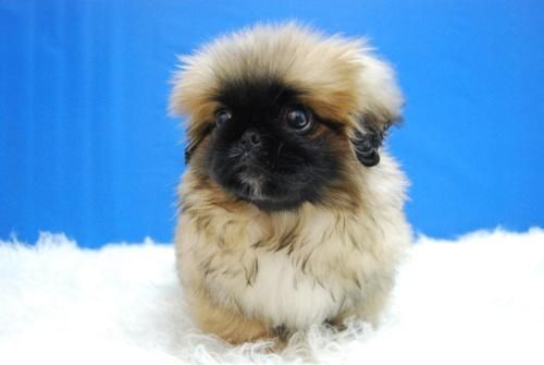 Excelente PEKINES - Ven a Verles www.animalflower.es