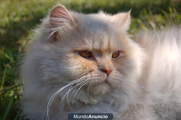 GATO PERSA BLANCO PARA MONTAS