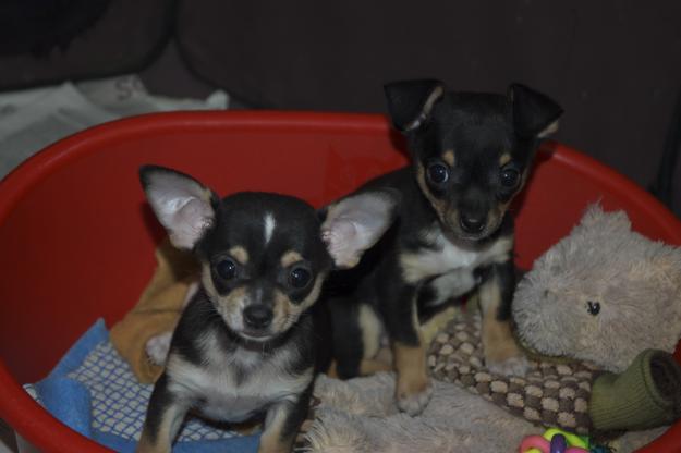 preciosos cachorros de chihuahuas