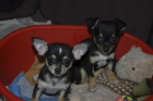 preciosos cachorros de chihuahuas - mejor precio | unprecio.es