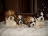 Shit Tzu, impresionantes cachorros en venta