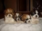 Shit Tzu, impresionantes cachorros en venta - mejor precio | unprecio.es