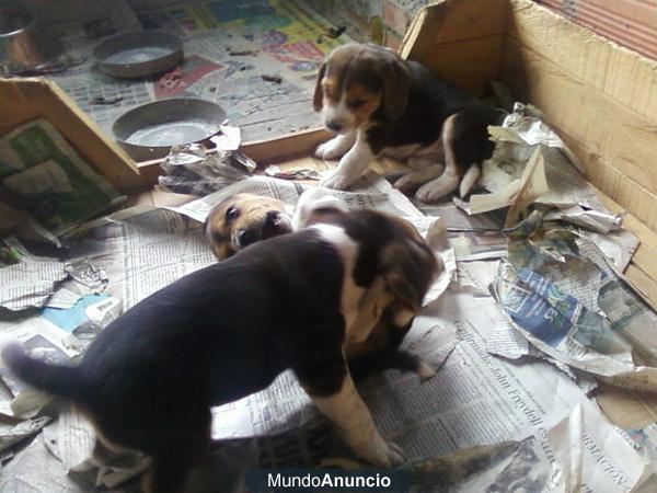 (Regalo) Beagles listos para entregar