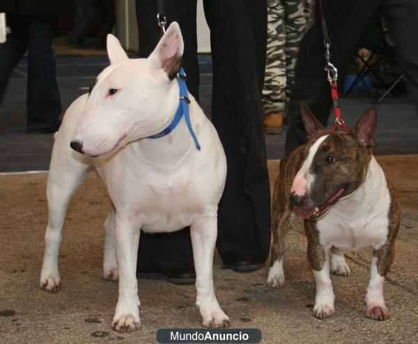 adopto bullterrier