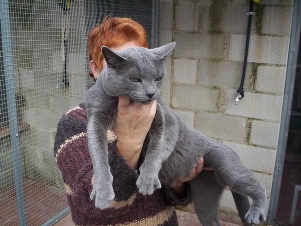 AZUL RUSO  El Azul Ruso es un gato de elegante aspecto oriental, con pelaje azul plateado y preciosos ojos verde esmeral