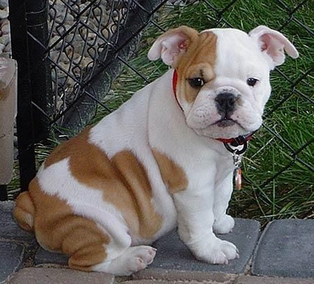 Bulldog Ingles Disponibles