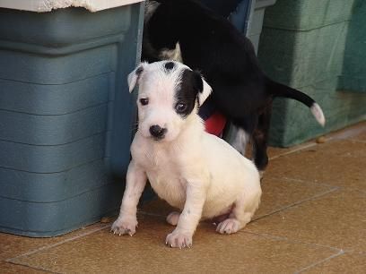 Casiopea, cachorrita un mes y medio, tamaño mediano