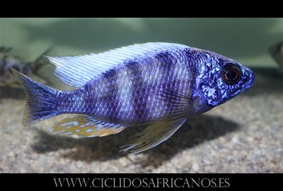 ciclidos africanos malawi tanganica victoria