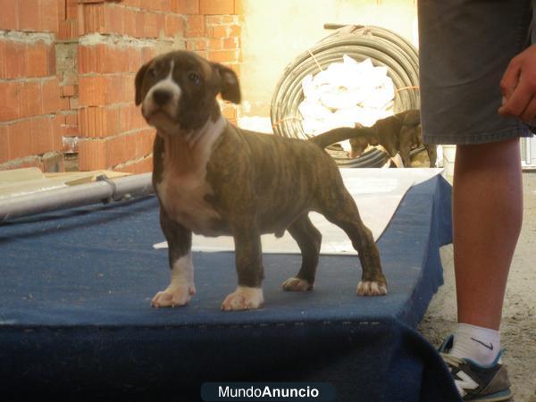 Excelentes American Staffordshire