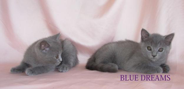 Gatitos British Azul con pedigree