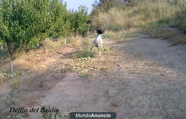 POINTER lineas Baldio x Camp Lliria