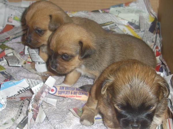 Regalo cachorros pequeños