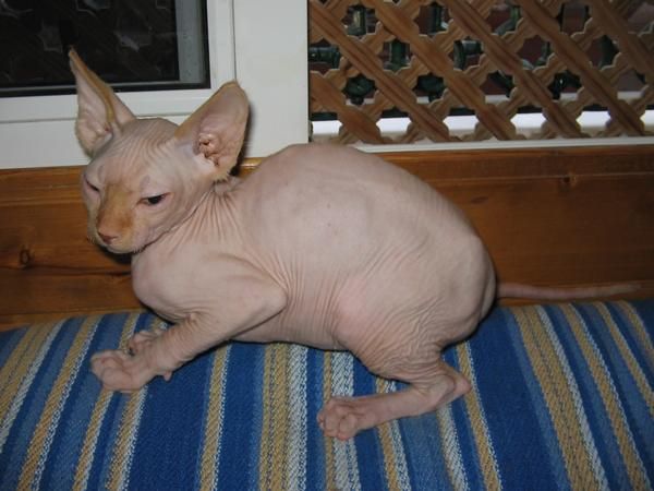 SPHYNX o ESFINGE( GATOS SIN PELOS)