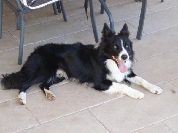 Venta macho border collie