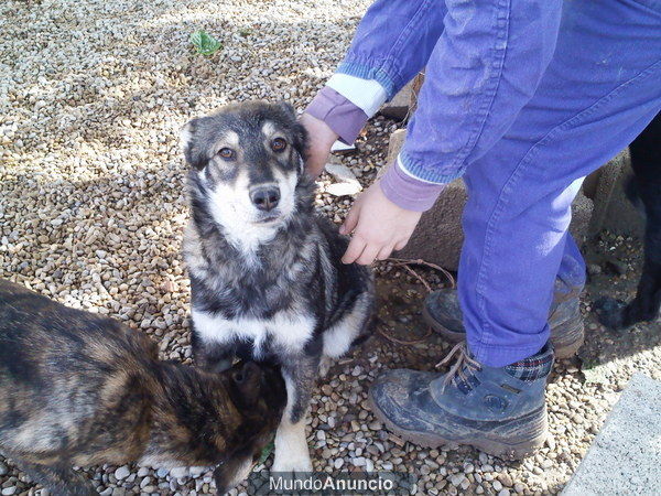 Balto precioso cruce de husky en adopción. 3 meses