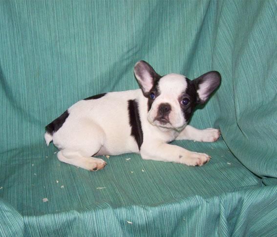 CACHORRITOS DE BULLDOG FRANCES VAQUITAS Y FAWN